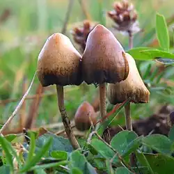 O cogumelo Psilocybe semilanceata