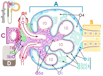 Corpúsculo renal