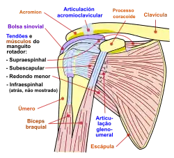 Diagrama da articulação do ombro humano.