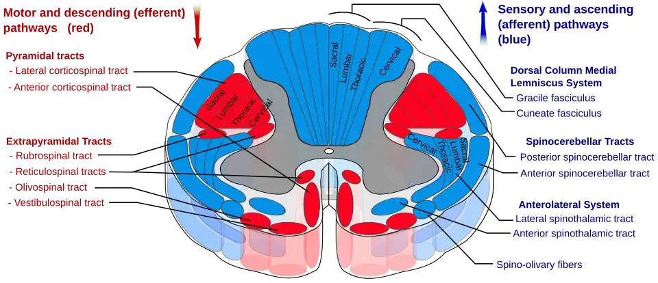 Drawing of cross-section of the spinal cord