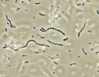 Microscopia de contraste de fase de colônias de S. iniae coradas com estreptavidina&nbsp;[en]-FITC