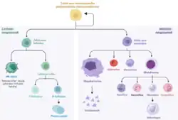 File:Zelula hematopoietikoak.png
