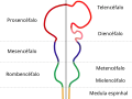 Diagrama representando as principais subdivisões do cérebro embrionário dos vertebrados. Estas regiões posteriormente se diferenciam em prosencéfalo, mesencéfalo e rombencéfalo.