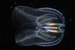 Comb jelly.tif