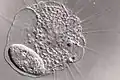 Actinophrys e Paramecium