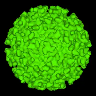 São cobertos por glicoproteínas de superfície E1 e E2 usados para adesão a células