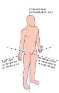 Eixos anatômicos em um ser humano, semelhantes aos de outros vertebrados bípedes ortógrados.