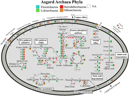 Vias metabólicas de Asgard archaea, variação por filo.