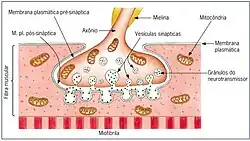 Impulso Nervoso sendo passado para um musculo através do Axônio.