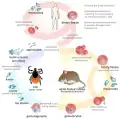 Ciclo de vida do parasita Babesia