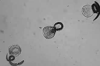 Larvas de B. procyonis recém-eclodidas