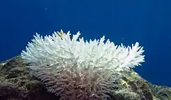 Colônia branqueada de coral Acropora