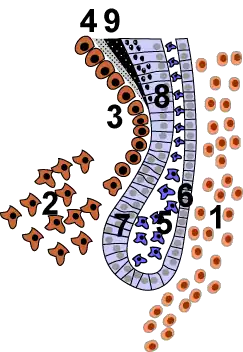 Área da alça cervical: (1) folículo dentário, (2) mesênquima dentário, (3) odontoblastos, (4) dentina, (5) retículo estrelado, (6) epitélio externo do esmalte, (7) epitélio interno do esmalte, (8) ameloblastos, (9) esmalte.