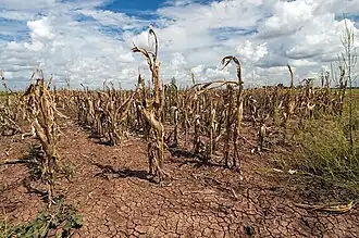 Alterações agrícolas. Estiagens, a escalada térmica e a meteorologia extrema danificam negativamente as colheitas. Na imagem: Milho afetado no Texas, EUA (2013).