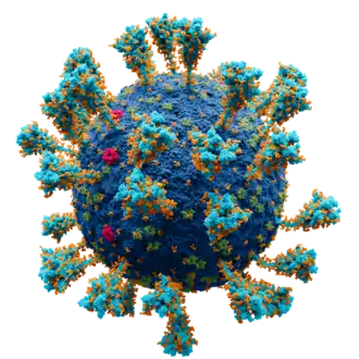 Scientifically accurate atomic model of the external structure of SARS-CoV-2. Each "ball" is an atom.