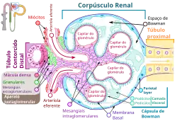 Detalhe do corpúsculo renal humano