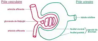 Corpúsculo de Malpighi