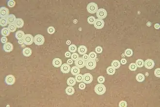 Cryptococcus neoformans