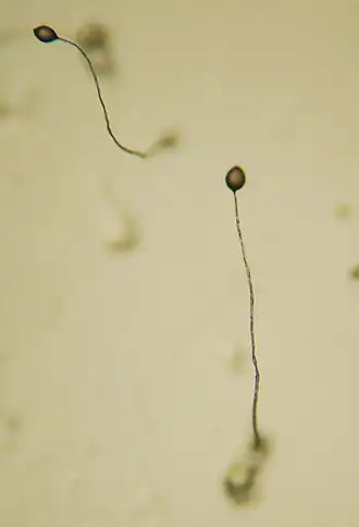 Corpo frutificante de D. discoideum