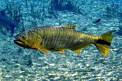 Peixe com coloração dourada no centro da imagem subaquática, com águas azul claro.