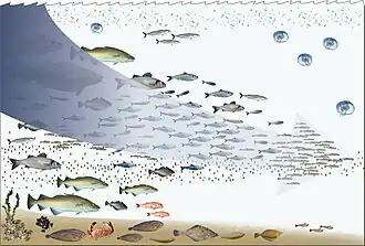 Fishing down the food web.jpg