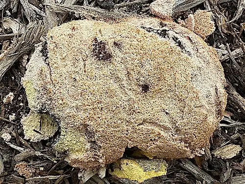 Etálio de cor escura.