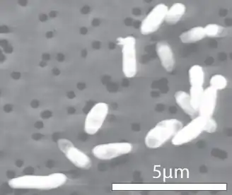 Células da bactéria GFAJ-1 cultivadas em fósforo.