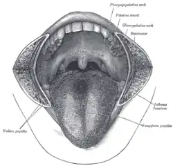 A boca. As bochechas foram cortadas transversalmente e a língua puxada para a frente.