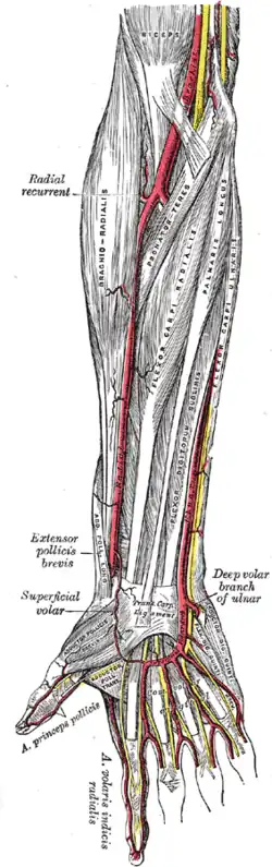 Artéria ulnar