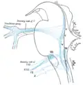Representação esquemática dos núcleos terminais primários dos nervos cranianos aferentes (sensoriais); visão lateral.