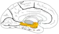 Superfície medial do hemisfério cerebral esquerdo. Giro para-hipocampal mostrado em laranja.