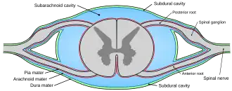 Drawing of cross-section of spinal cord