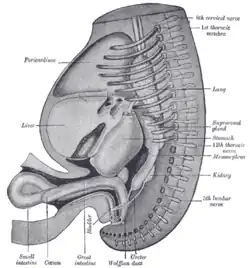 Reconstruction of a human embryo of 17&nbsp;mm.