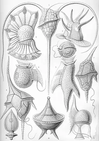 Espécies da classe Peridinea, na Kunstformen der Natur de Haeckel