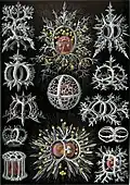 Gravura de Ernst Haeckel, de 1904, na sua Kunstformen der Natur (Formas artísticas da Natureza), mostrando radiolários da superfamília  Stephoidea.
