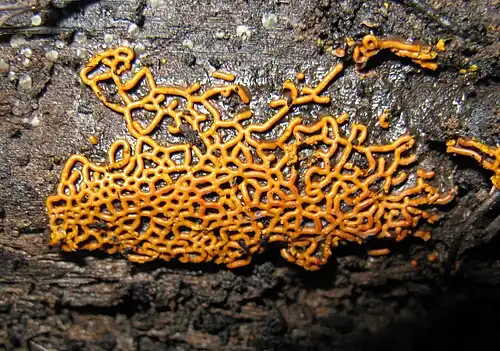 Hemitrichia serpula gênero espécie de Myxogastria