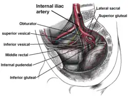 Imagem mostrando as artérias vesical inferior, pudenda inferior e retal média originando-se das artérias ilíacas internas.
