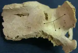 PALEOBIOLOGIA DO MATERIAL OSTEOLÓGICO RECUPERADO DA CAPELA DE NOSSA SENHORA DO CASTELO (VILA VELHA DE RÓDÃO), Sónia Codinha. AÇAFA On Line, nº 1 (2008) Associação de Estudos do Alto Tejo, www.altotejo.org