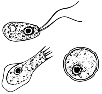 Diferentes estágios da Naegleria fowleri