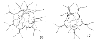 Colónias de Pandorina morum, Smith (1920, p. 201)