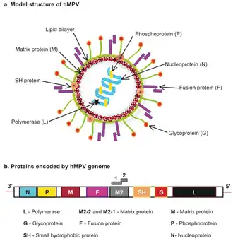 Estrutura e genoma do metapneumovírus humano (hMPV)