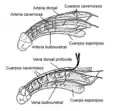 Artérias e veias do pênis