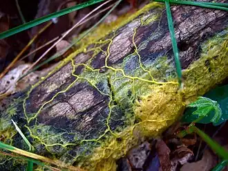 Physarum polycephalum formando-se sobre um pedaço de árvore