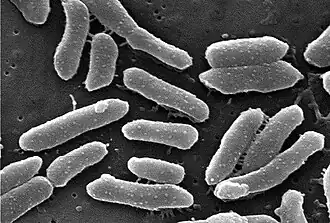 Providencia alcalifaciens