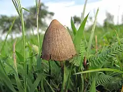 O cogumelo Psilocybe mexicana