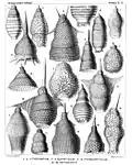 Variedade de Nassellaria (Haeckel 1887)
