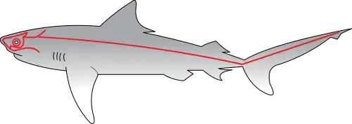 Linha lateral dos tubarões sensíveis à vibrações.