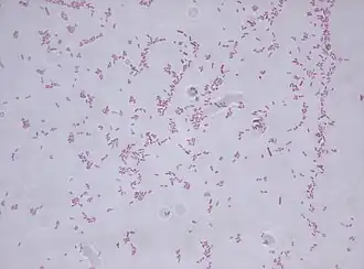 Stenotrophomonas maltophilia