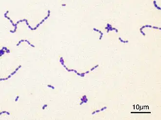 Streptococcus mutans