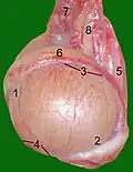 Testículo de um gato: 1 Extremitas capitata, 2 Extremitas caudata, 3 Margo epididymalis, 4 Margo liber, 5 Mesorchium, 6 Epididymis, 7 testicular artery and vene, 8 Ductus deferens